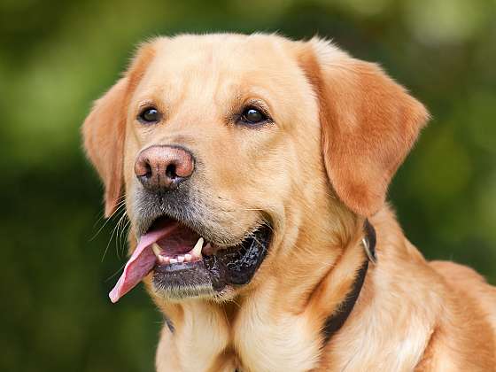 Labrador: Oblíbený nejen jako rodinný společník 