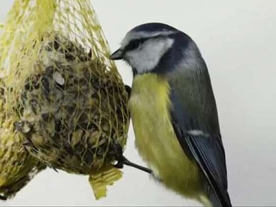 Jak a čím v zimě přikrmovat ptáčky