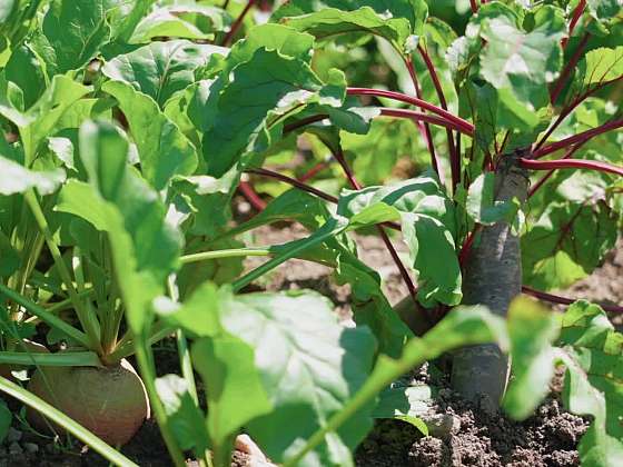 Novinky ve světě řepy