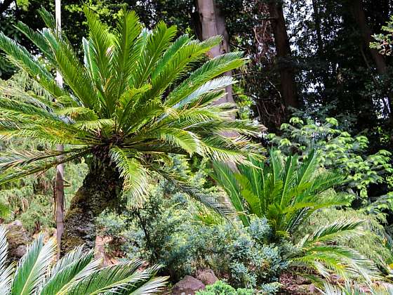 Levné a zábavné: Vypěstujte si exotické rostliny z pecek!