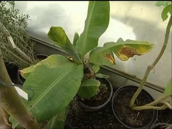 Pěstování Banánovníku