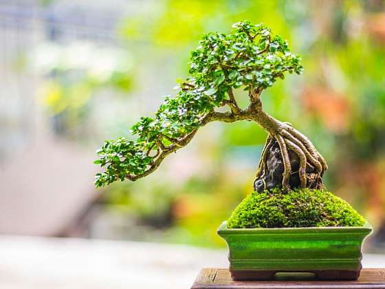 Pěstujte sukulentní bonsaje