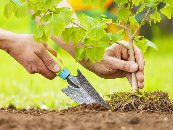 Hortikultura není ani choroba, ani nový mikroorganismus. Najdete ji na zahradě