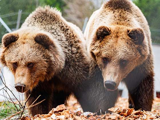 Medvědí stezka v Krkonoších: Návrat šelmy po 300 letech