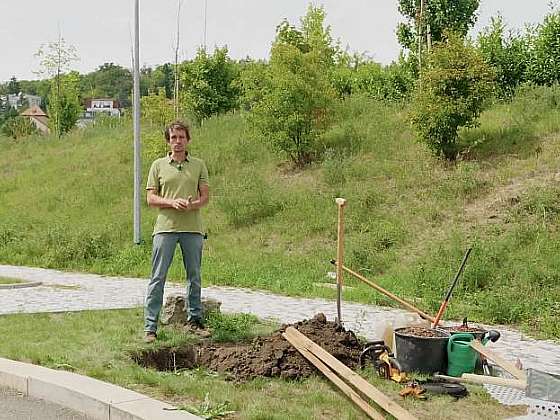 Zahradnická maturita: Výsadba vzrostlého stromu krok za krokem