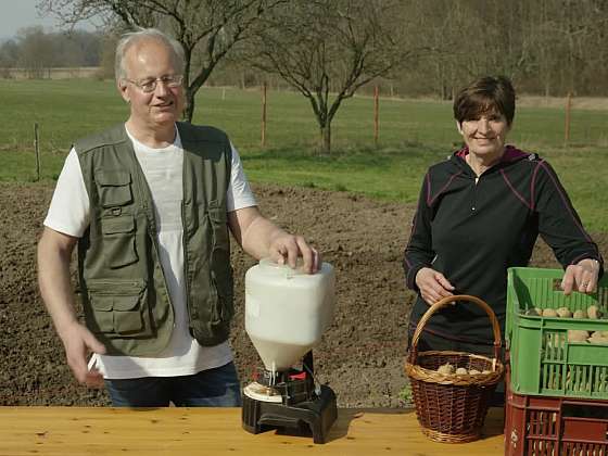 Víte, jak sázet brambory - jakou hloubku, kdy a jakou půdu?