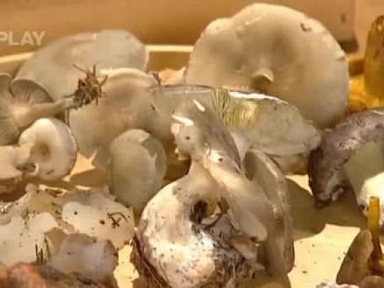 Jedlé podzimní houby