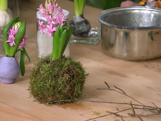 Pěstování hyacintu bez zeminy