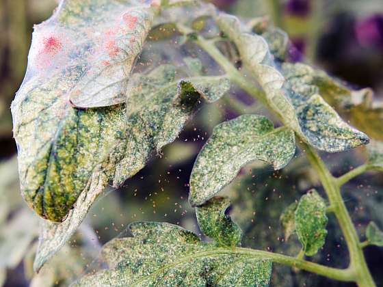 Sviluška napadá pokojové rostliny i vegetaci ve skleníku, zabraňte prevencí větším škodám