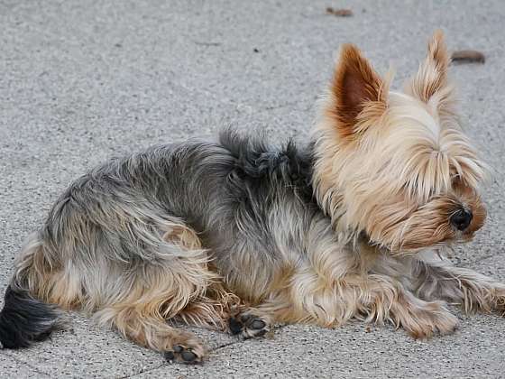 Jak pečovat o psí zuby, línající srst i kočičí porod: Rady od A do Z