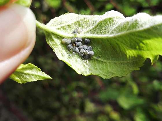 Jak ochránit rostliny v užitkové zahradě před mšicemi a dalšími škůdci