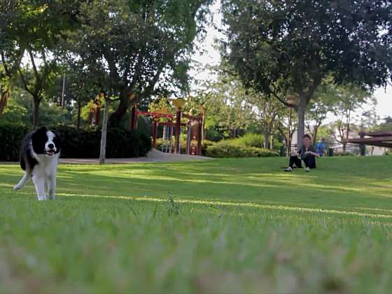 Hyperaktivita u psů