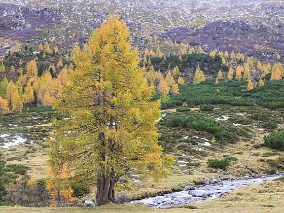 Symbolika dřeva a masivních dřevěných podlah FEEL WOOD