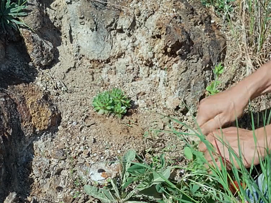 Skalka jako kompletní biotop