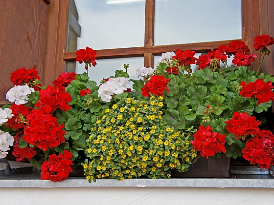 Samozavlažovací truhlíky pro krásný balkon i terasu