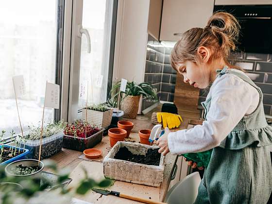 Leden je měsíc hlubokého vegetačního klidu. Co nás čeká na zahradě?