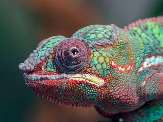 Chameleon: Jak ochočit exotického domácího mazlíčka