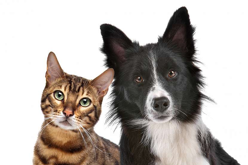 Nekrmte psi ani kočky lidským jídlem, může jim ublížit (Zdroj: Depositphotos)