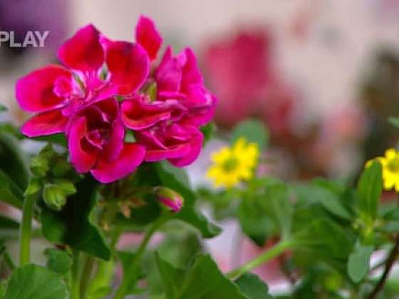 Jaké jsou zásady pro pěstování balkonových rostlin