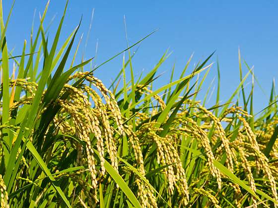 Pěstování rýže je i u nás reálné. Vyzkoušejte to