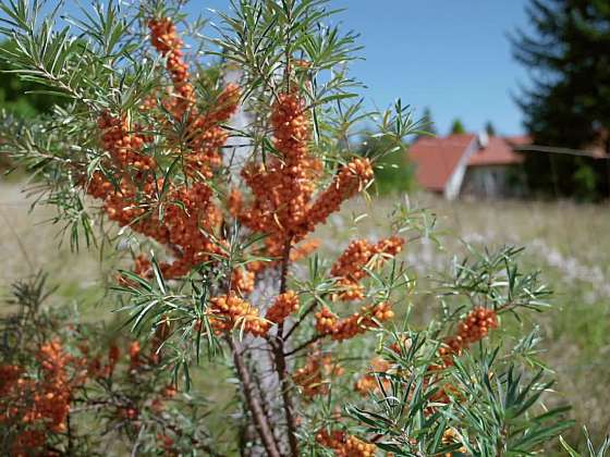 Rakytník 