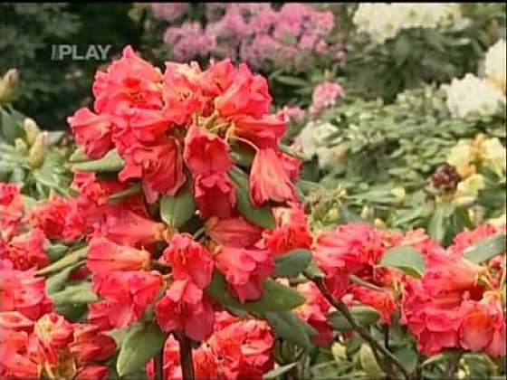 Pěstování rododendronů