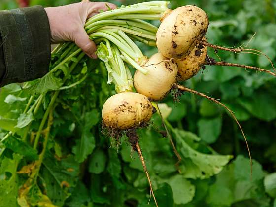 Tuřín a vodnice – zapomenutá zelenina, kterou můžete vysévat už v březnu