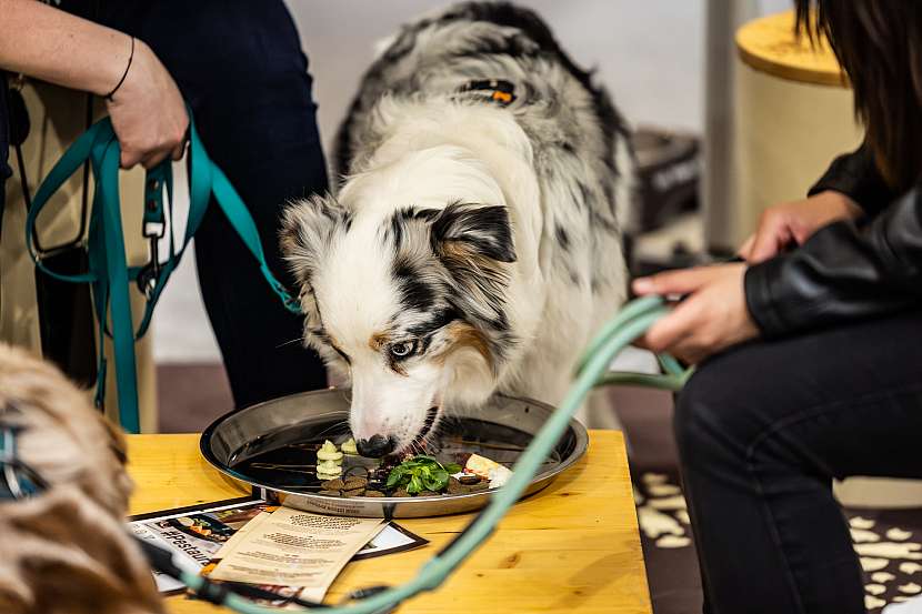 Veletrh FOR PETS se koná od čtvrtka 9. 4. do neděle 12. 4