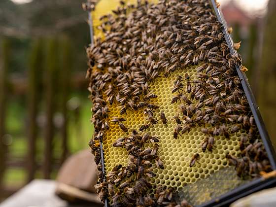 otevřít: Včelaření je nádherný a sladký koníček