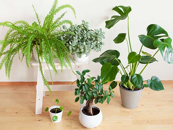 Trendy v pokojových rostlinách a péče o ně