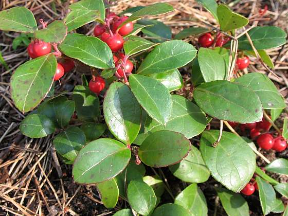 Libavka poléhavá – vřesovištní rostlina s aromatickými plody