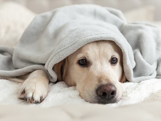 Nachlazení a chřipka se nevyhýbá ani psům. Jak je léčit?