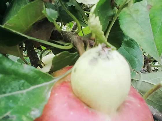 Kuriózní růst jablka