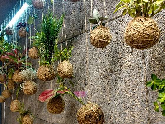 Japonská Kokedama – nový styl v pěstování rostlin