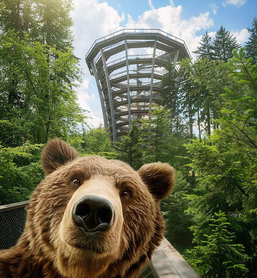 Medvědi byli součástí krkonošské přírody 