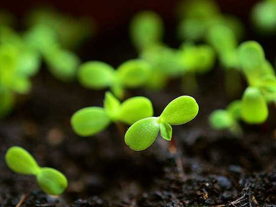 Čím hnojit rostliny: 3 tipy na hnojiva, se kterými se v zahradě neztratíte