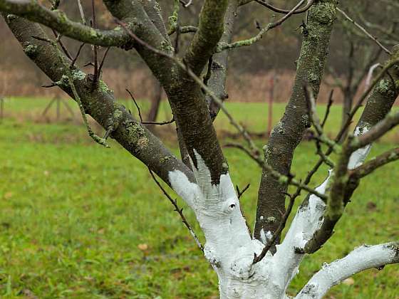 Ošetření stromů před zimou