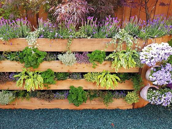 Jak vybrat ty nejlepší rostliny do vertikální zahrady