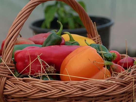 Jak předpěstovávat papriky?