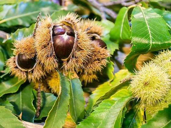 Kaštanovník setý: Jak pěstovat oblíbenou předvánoční pochoutku