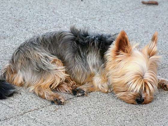 Veterinární poradna: Drbání u psa či kočky