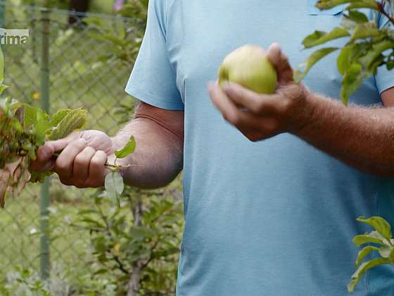 Podzimní výživa ovocných stromů pomocí správného hnojiva (Zdroj: Podzimní výživa ovocných stromů)