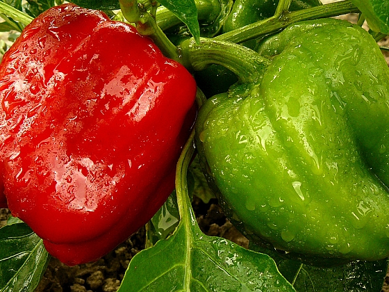 Jak pěstovat zeleninu pro labužníky: Paprika zelená, žlutá, červená, sladká i pálivá