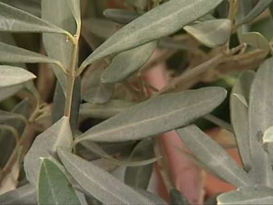 Pozitivní účinky olivovníku