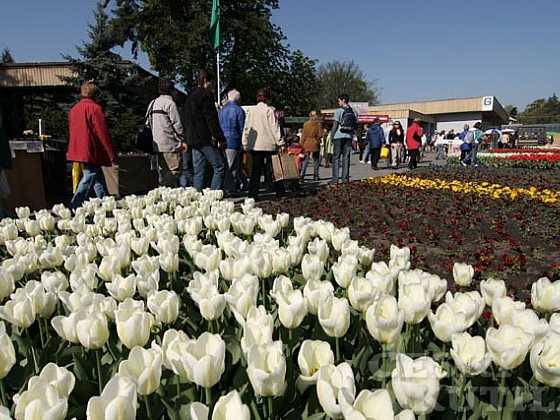 Český Kutil je partnerem jarní výstavy Flora Olomouc