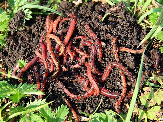Muší larvy nám mohou pomoci s kompostováním