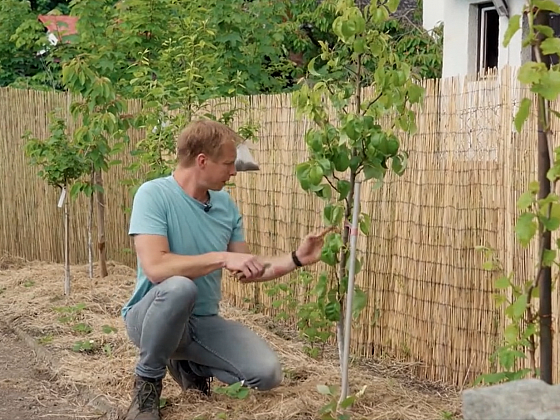 Živý ovocný plot: Maximalizujte úrodu na malém prostoru
