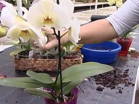 Jak pečovat o orchideje