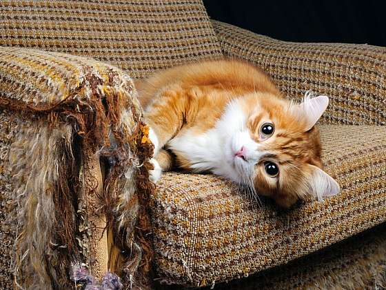 Kočka vám demoluje byt. Čím to může být?