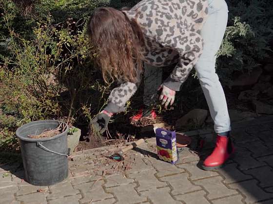 Jarní péče o růže a rododendrony